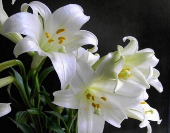 百合花盆栽施肥方法步骤,百合花生长期要施什么肥最好