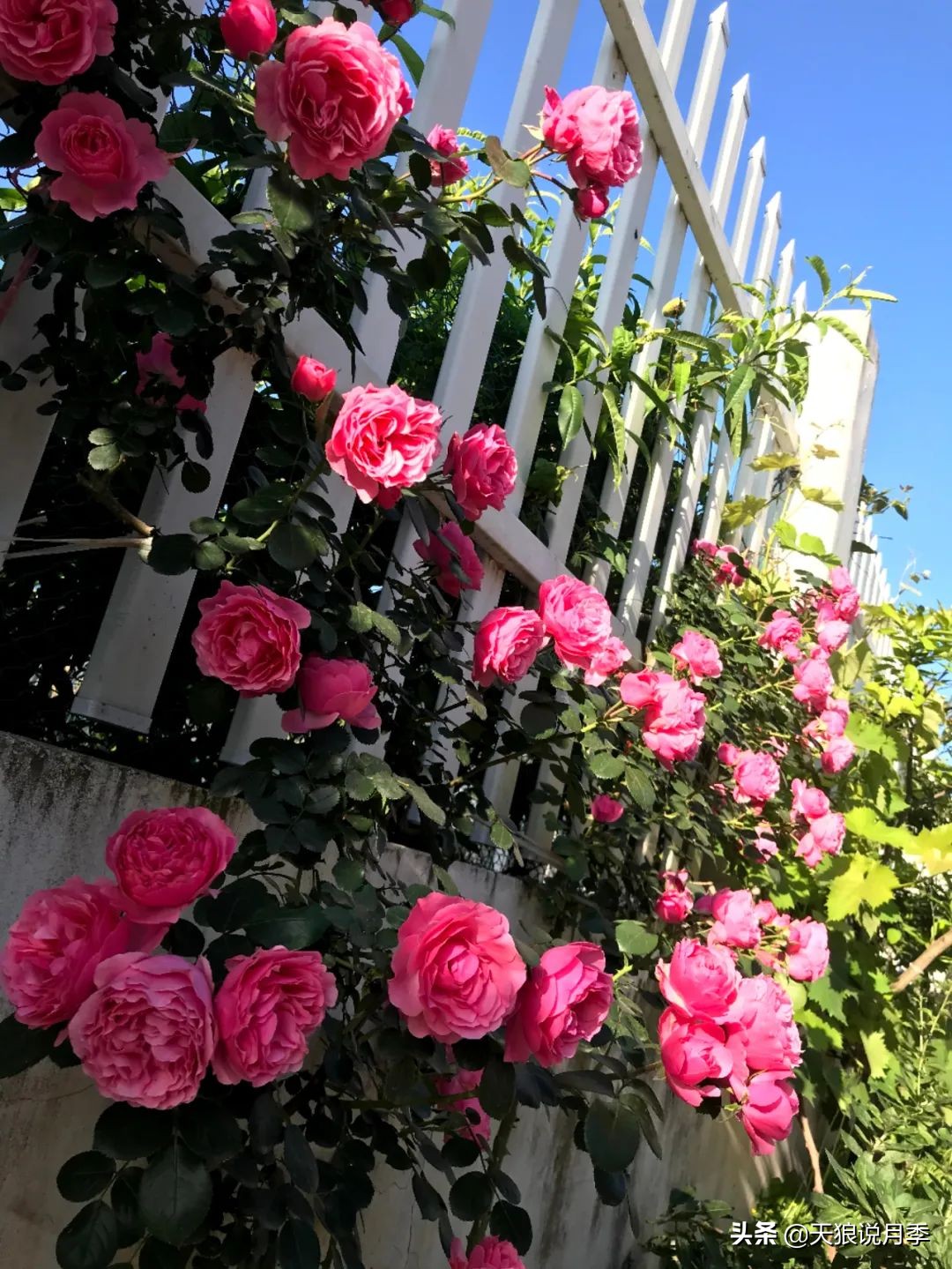 不用再羡慕别人家的院子,庭院养护全攻略