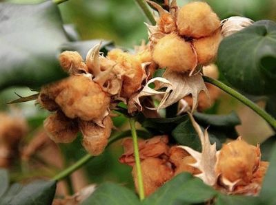 玛纳斯地方特色,玛纳斯县特产大全