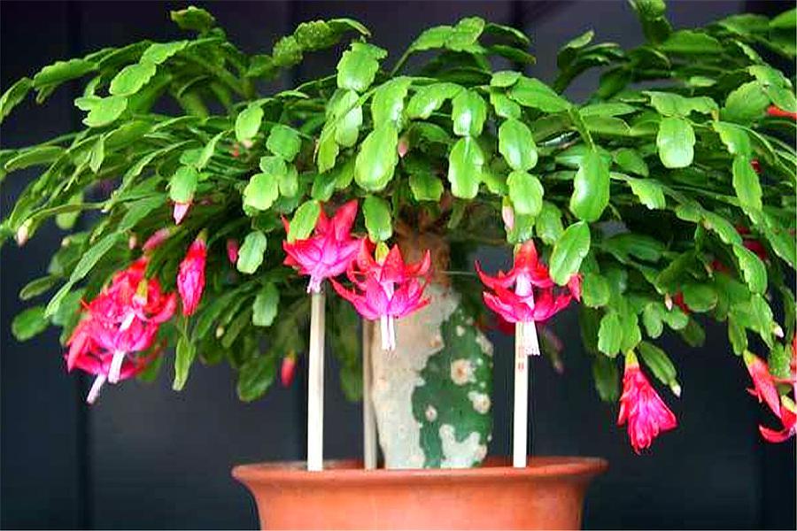 现在正是蟹爪兰的关键花芽分化期,家庭养花蟹爪兰浇水最好方法