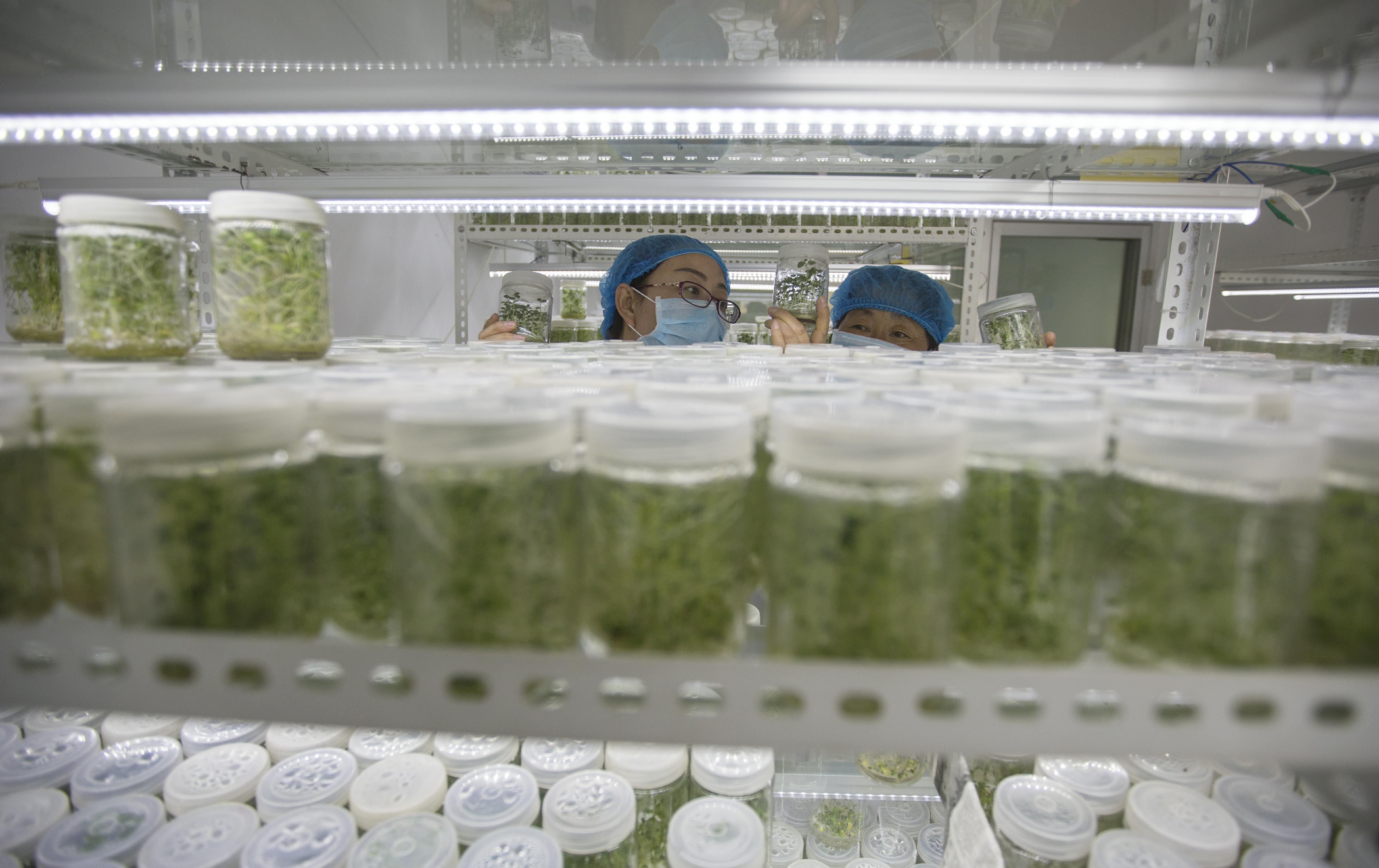 靠土豆致富,土豆的致富之路