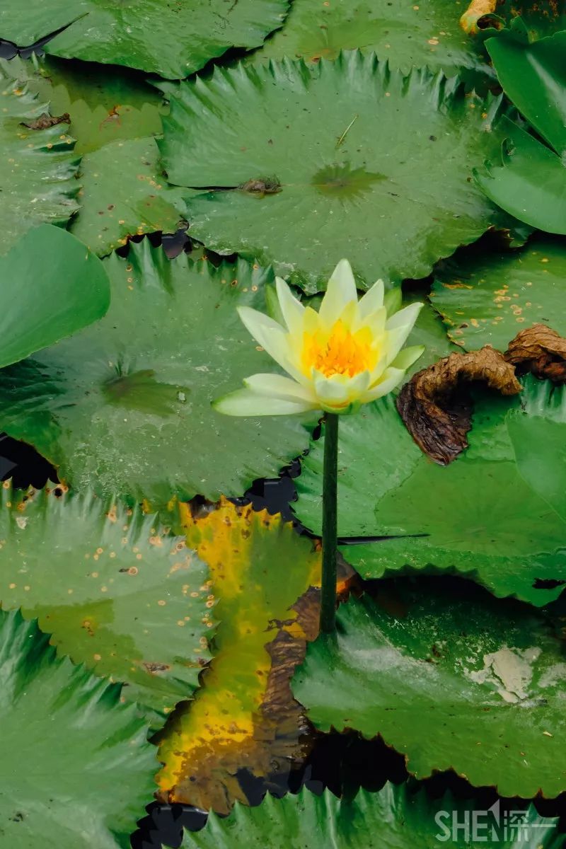 蛇口，传统与现代的并存