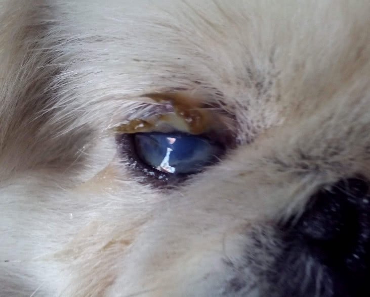 狗狗白内障并发青光眼怎么治,狗狗白内障和结膜炎的区别