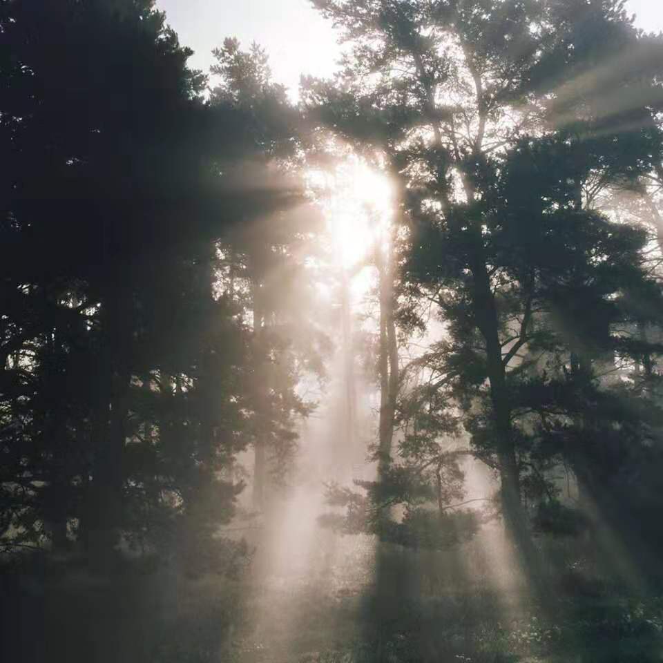 牛虻原文完整版小说,牛虻小说解读