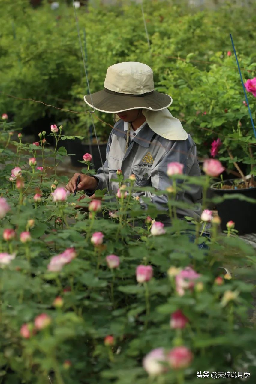 天狼自育的哪两款月季在世界出名,天狼自育月季优缺点