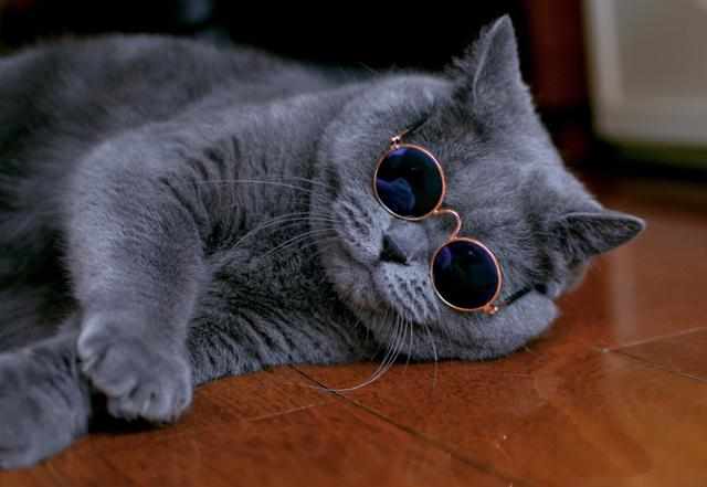 猫咪各个品种大概价格,最受欢迎的猫咪排行视频