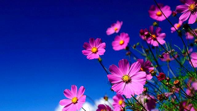 养花的10大好处你一定要看的,养花的7大好处有哪些呢