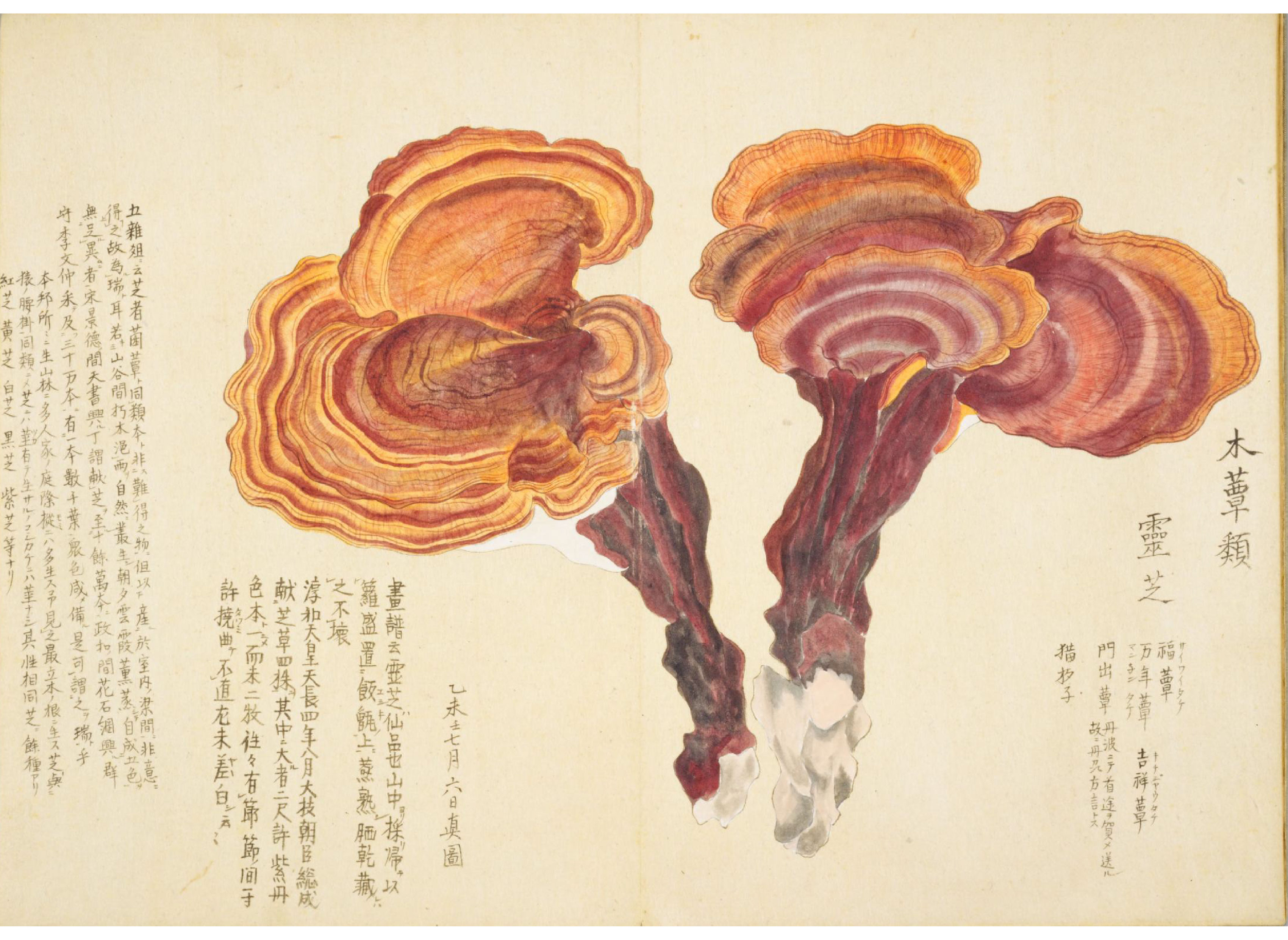 各种多彩菌图片大全,意式野菌图片大全