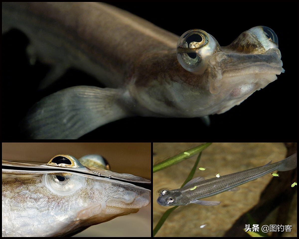 “口眼耳鼻鳃”|鱼类索饵捕食不止靠五官，还掌握生物脉冲技术