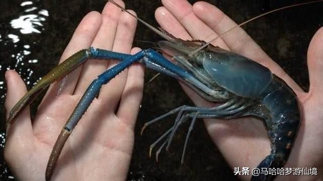 继小龙虾后，又一个“淡水虾王”溜进中国，小龙虾总算有接班人了
