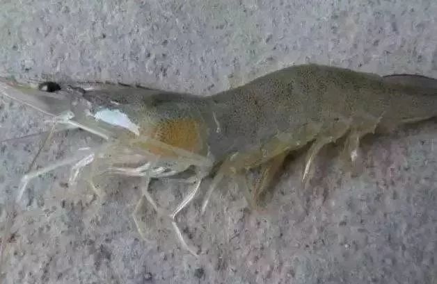 南美白虾肝萎缩怎么办,虾肝萎缩的原因及解决方法