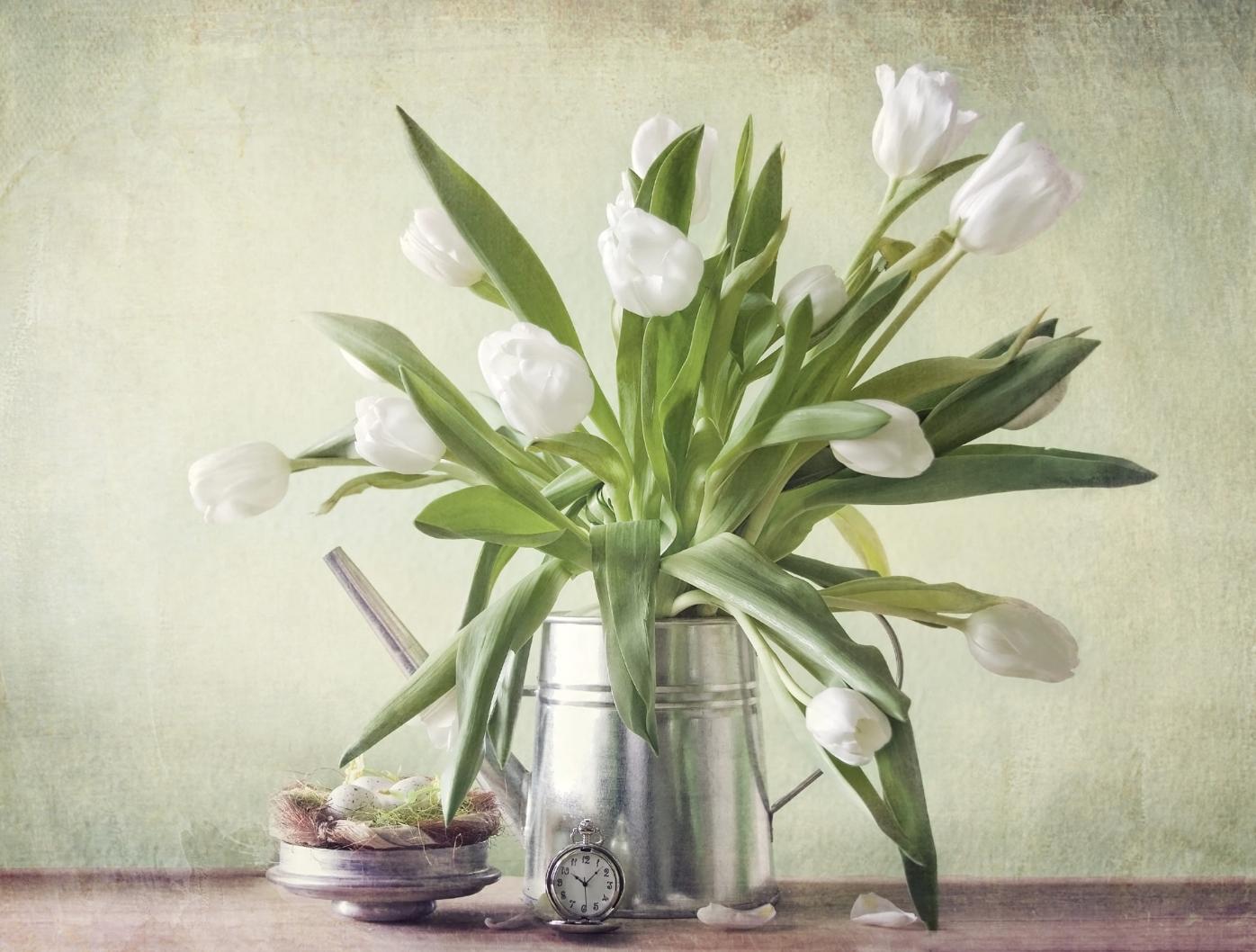 郁金香花茎下垂怎么补救,郁金香花歪了怎么扶正