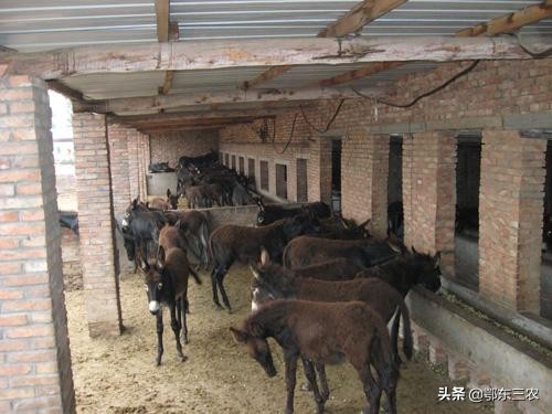 驴肉价格为啥差那么多,驴肉市价