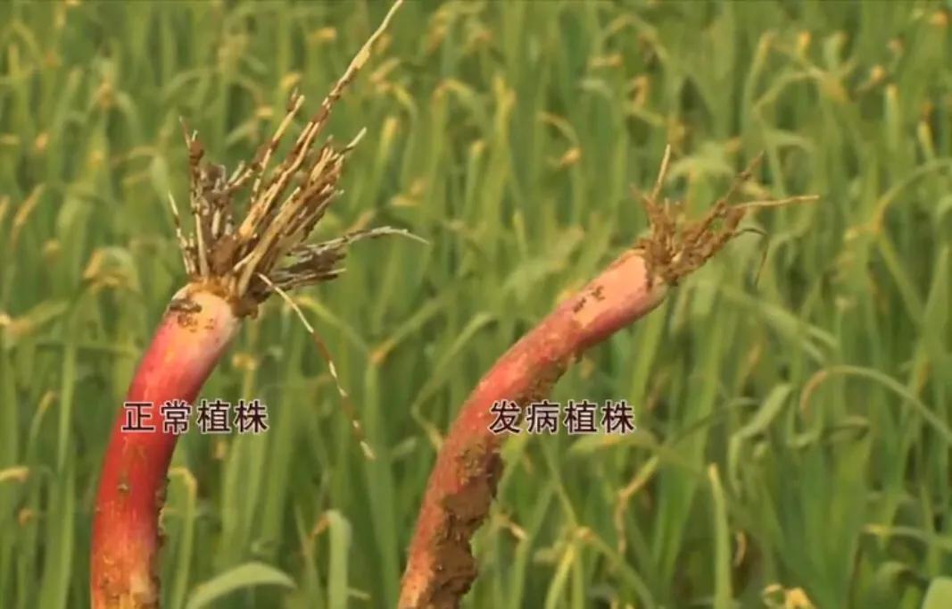 大蒜细菌性软腐病用什么药效果好,大蒜叶枯病紫斑病软腐病用什么药