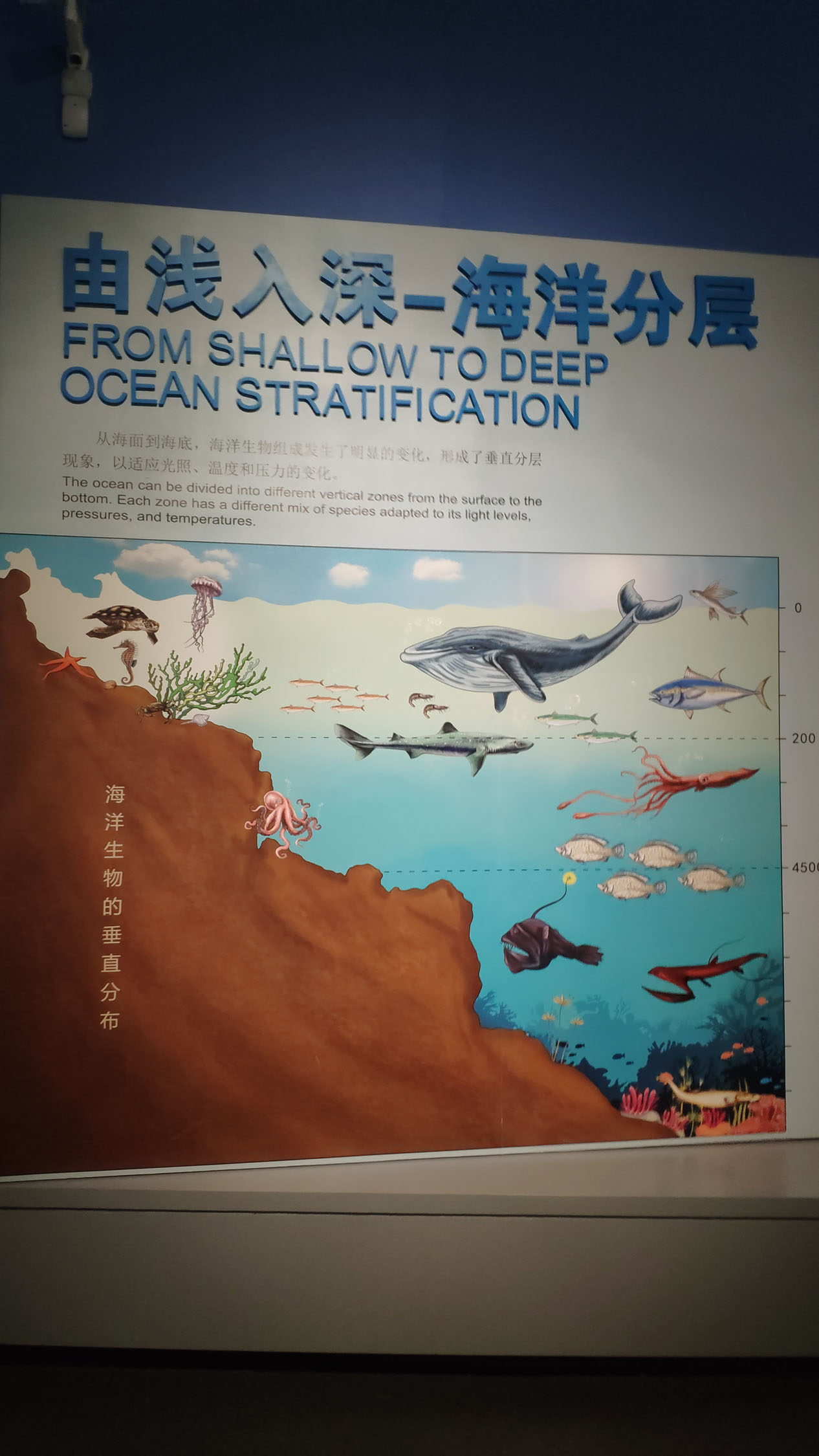 海洋博物馆带孩子游玩攻略,国家海洋博物馆最全攻略来了