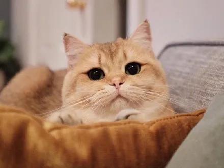 猫咪的眼睛好漂亮,猫咪的眼睛为什么又大又好看