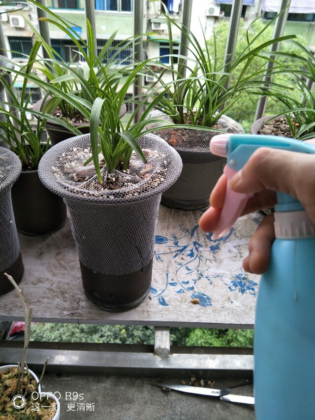 如何让兰花安全度过夏天,怎么让兰花不得茎腐