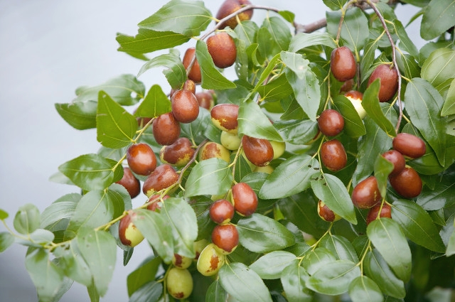 久别的庭院,古槐仍在原处,一树的阳光,正好