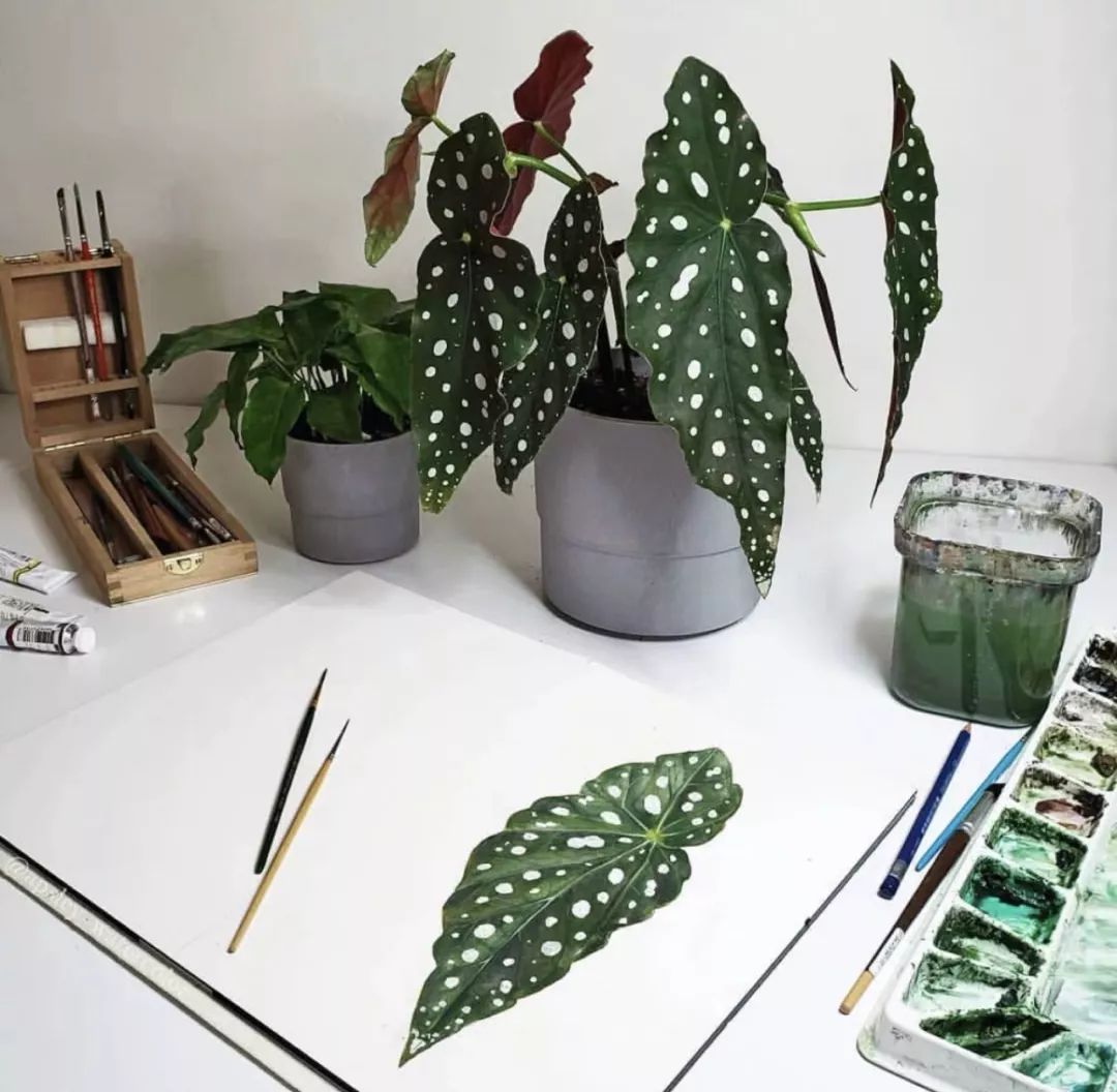 94种常见唯美观叶植物,会开花的绿色硬叶植物