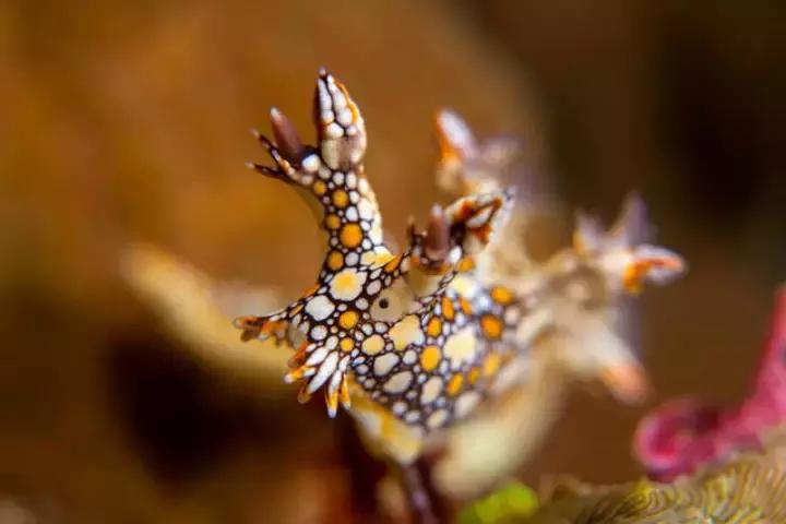 有个岛国,比美马代,比海南便宜,机票500起!