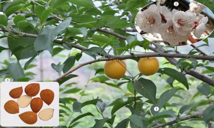 种植抗击疫情药材,抗击疫情的药材种植