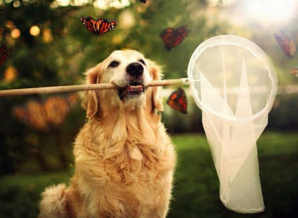 什么狗颜值又高又好养,什么狗最好养又听话高颜值