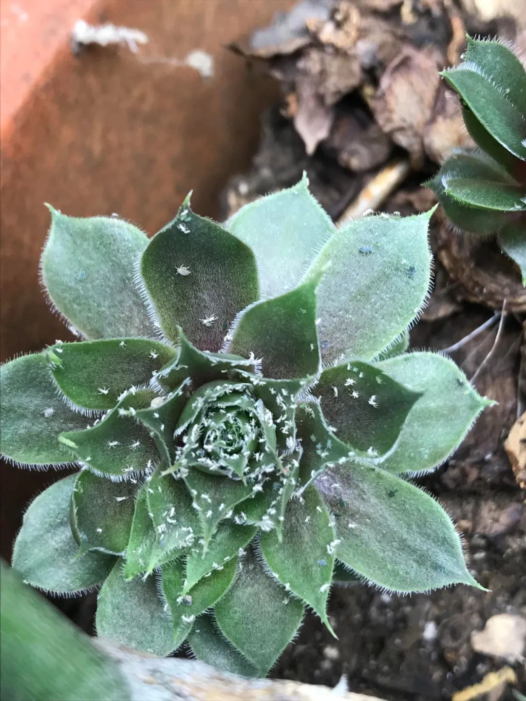 在家消灭蚧壳虫最简单的方法,蚧壳虫特别多怎么消灭