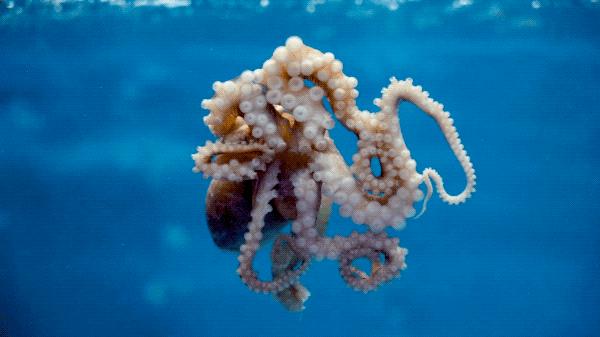 港式花胶鸡打边炉正宗做法,简易龙虾汤泡饭