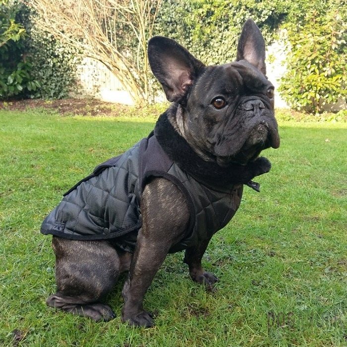 世界上最昂贵的10只狗,世界上最昂贵的狗品种