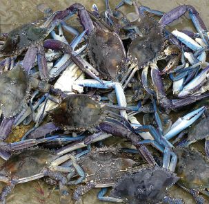 澳大利亚螃蟹哪里最好,澳大利亚黄金海岸抓螃蟹的地方