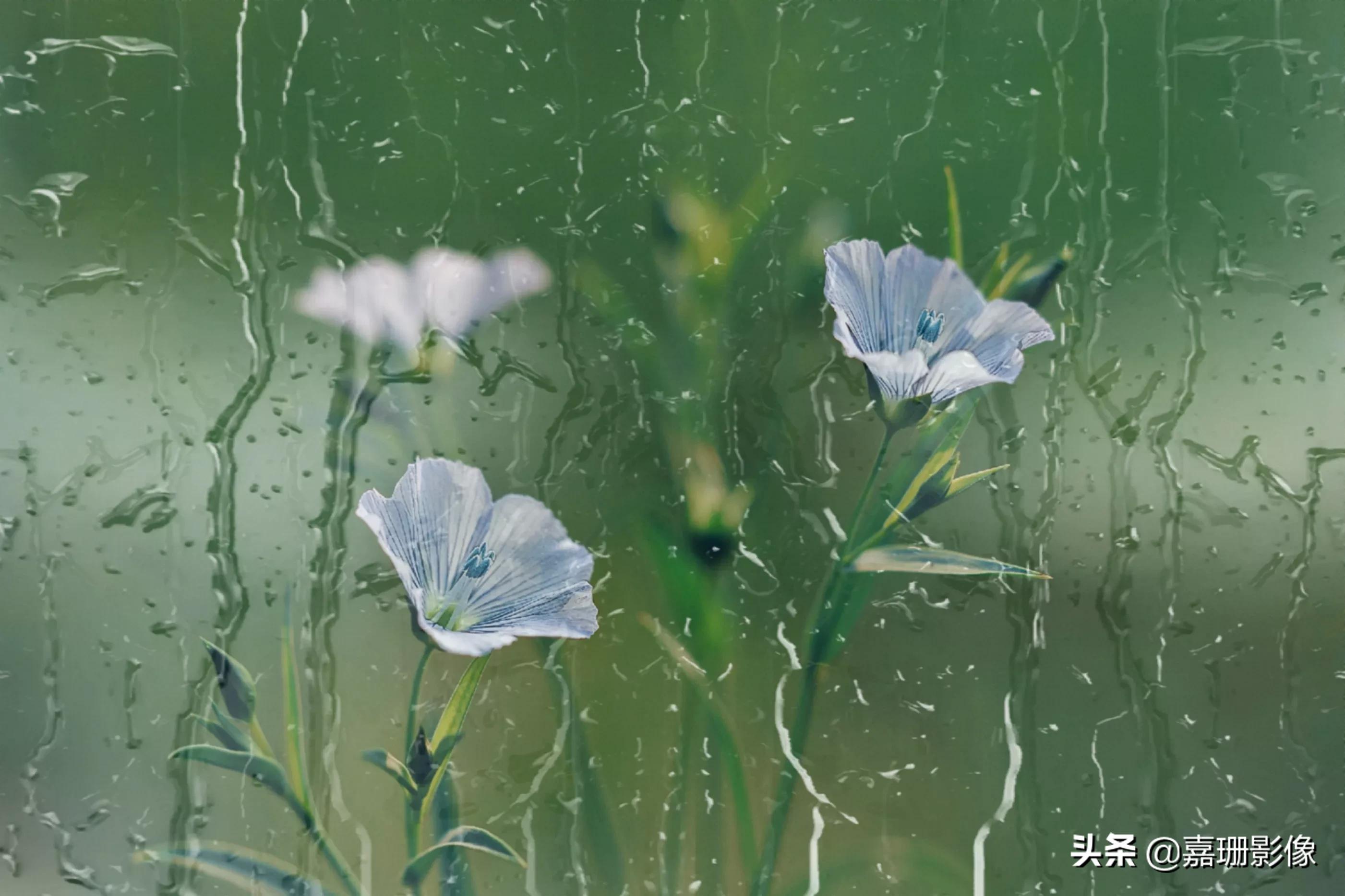 看看花容,听听花语2020年我镜头里的百种花卉