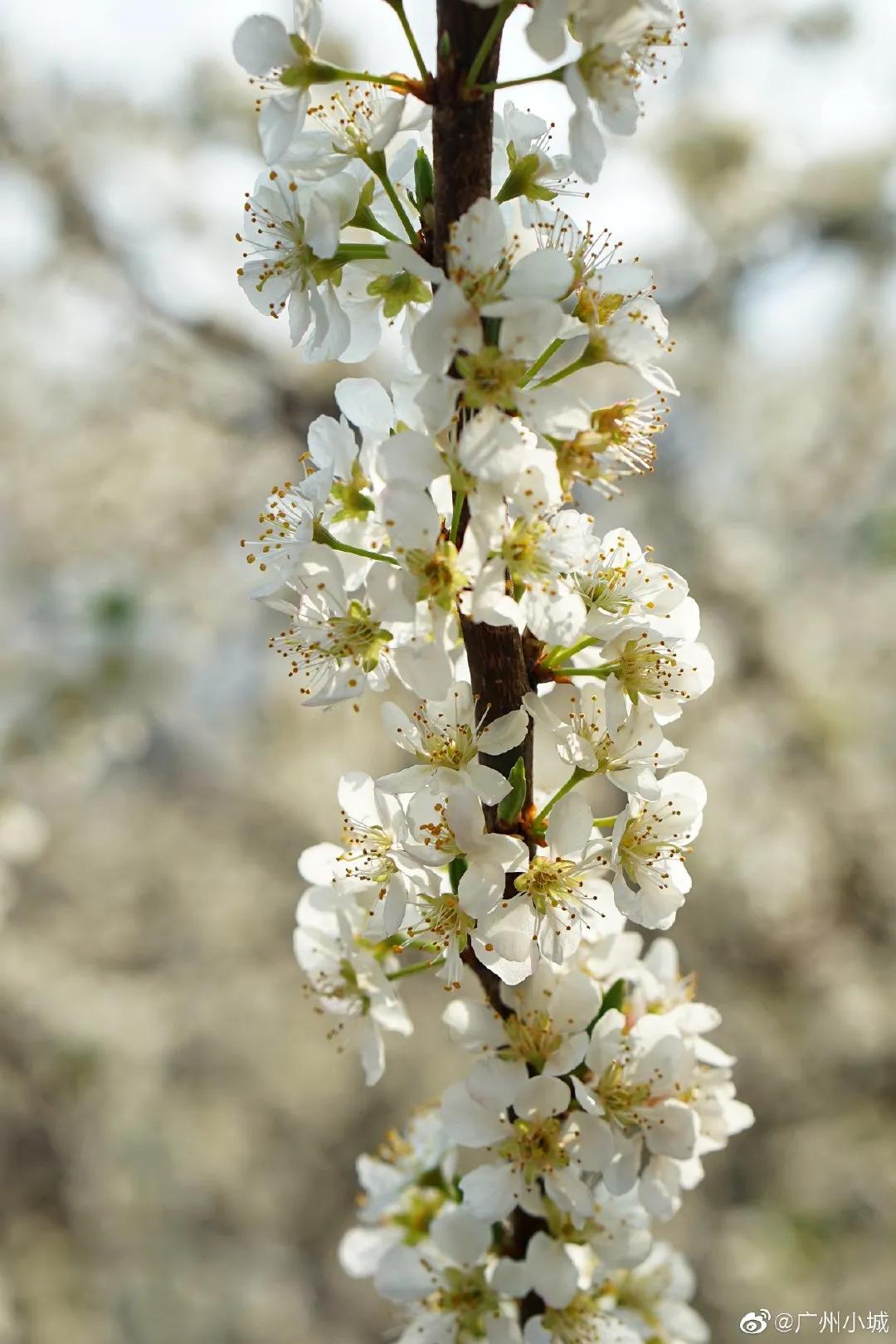 广州现在花开的季节,广州现在什么花开了