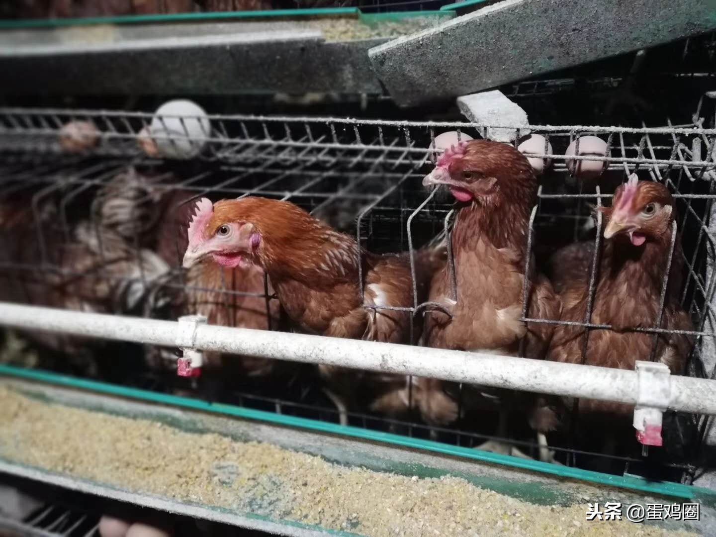 蛋壳是如何形成的？破蛋、软蛋多是咋回事？