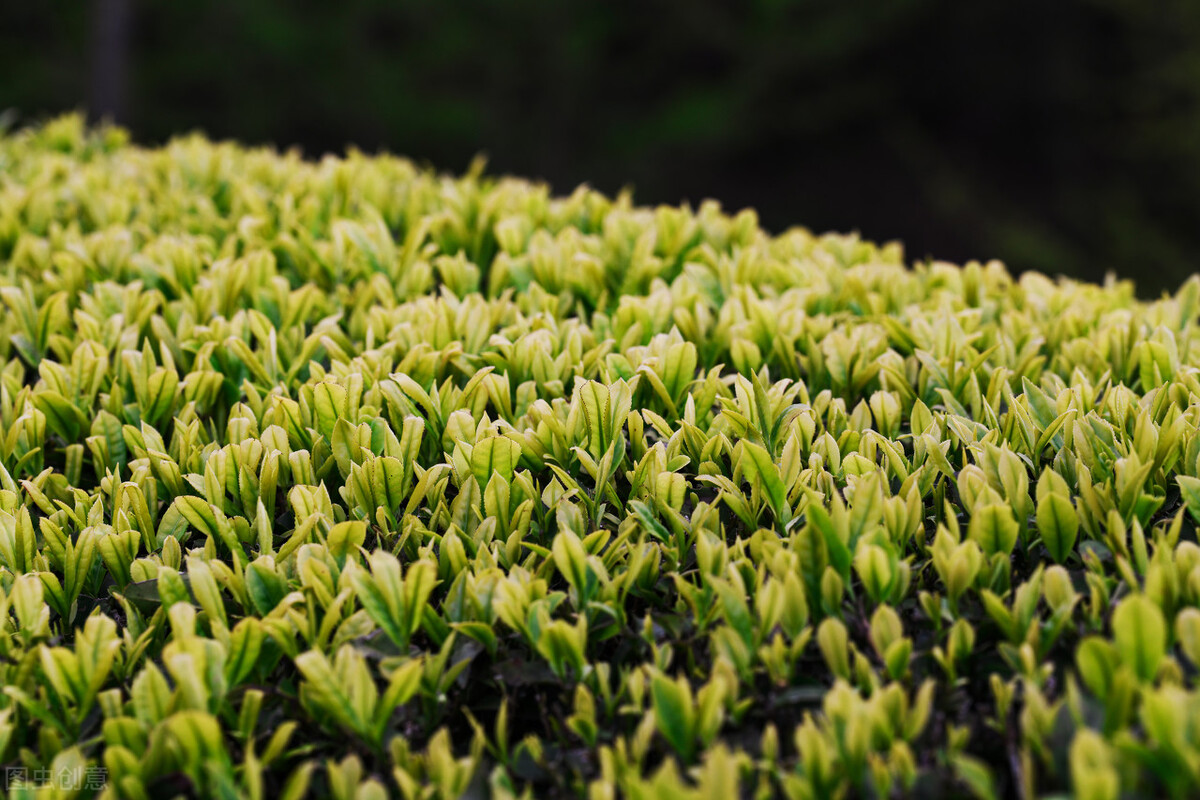绿色产品认证找哪家机构,绿色食品品牌由哪个部门认证