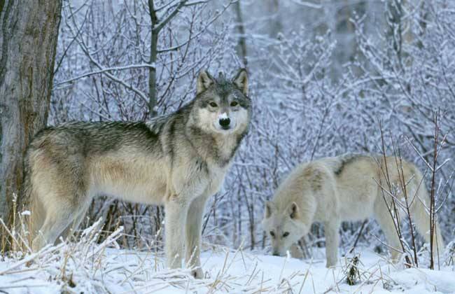 狗狗能够理解死亡吗,狗狗死亡意味着什么