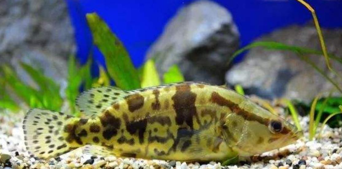 十堰哪些水库有鳜鱼,十堰市五峰小石沟有鳜鱼吗