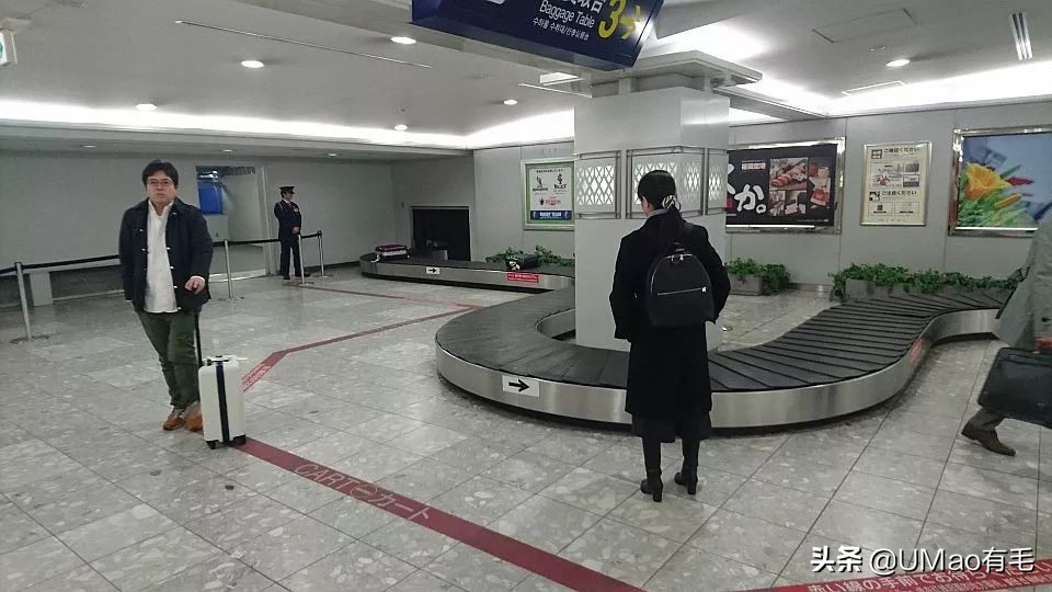 小猫咪托运怎样才最安全,如何托运小猫咪