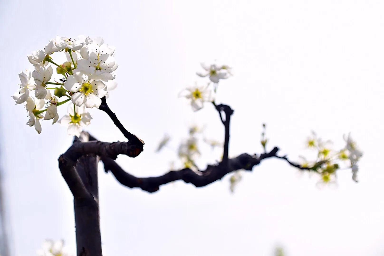 春游梨花林,邂逅三月梨花