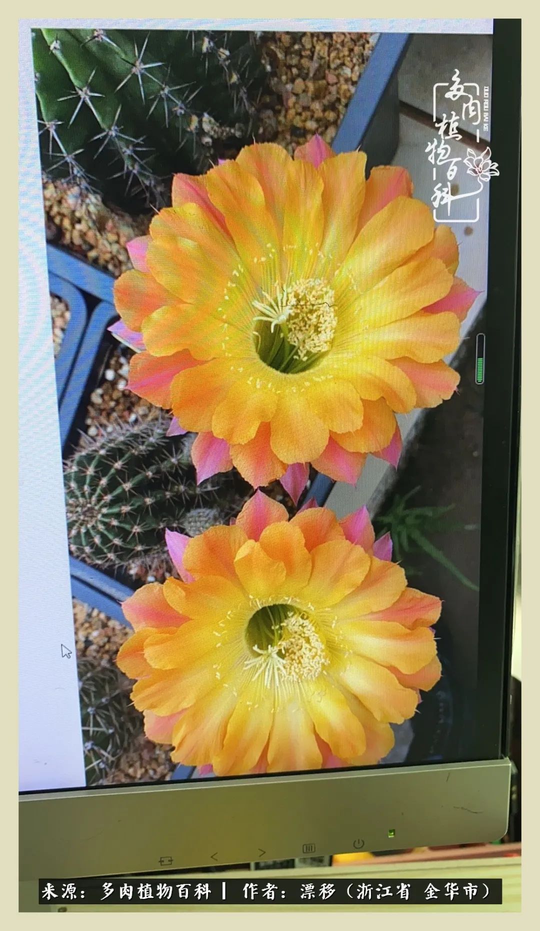 仙人球开花并散发着香味,仙人球花盛开吐露芬芳