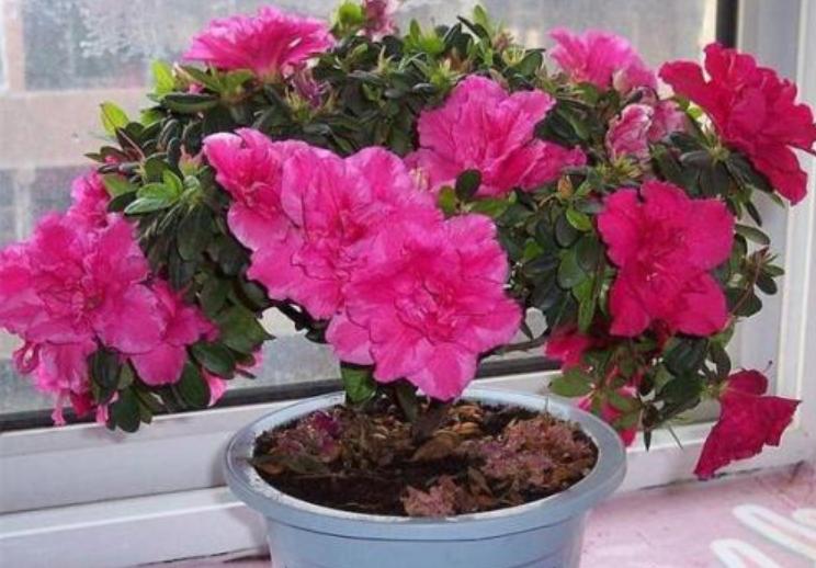 养好杜鹃花有2个条件,用什么方法养好杜鹃花盆栽