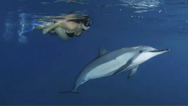 胎教听海豚音能开发胎儿大脑吗,海豚胎教声音视频