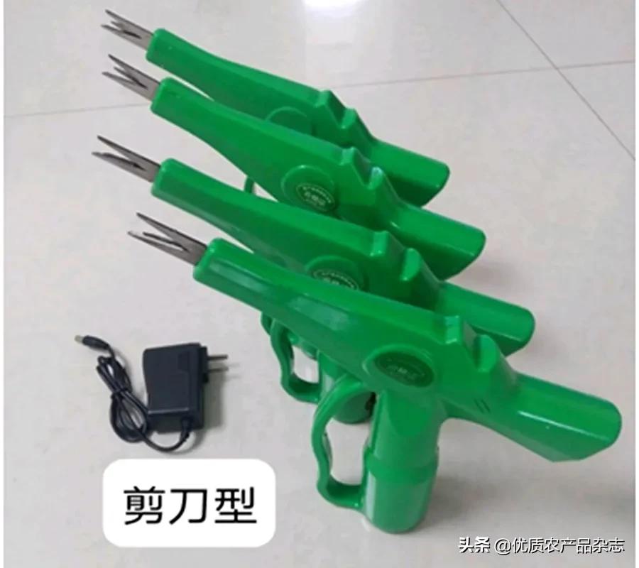 摘花椒多少钱一天,摘花椒150元