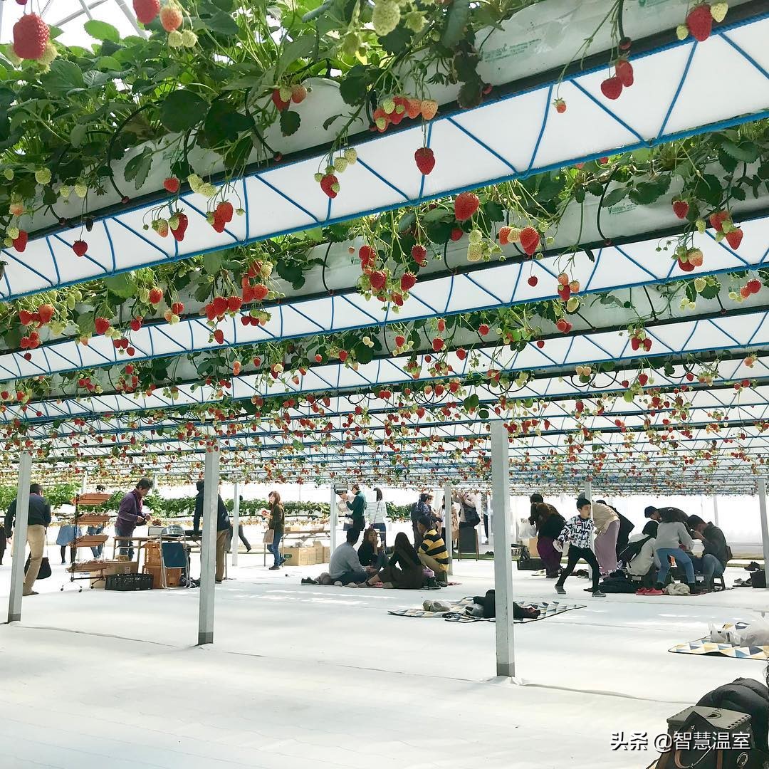 大棚种植致富项目,农业大棚种植创业项目推荐2020