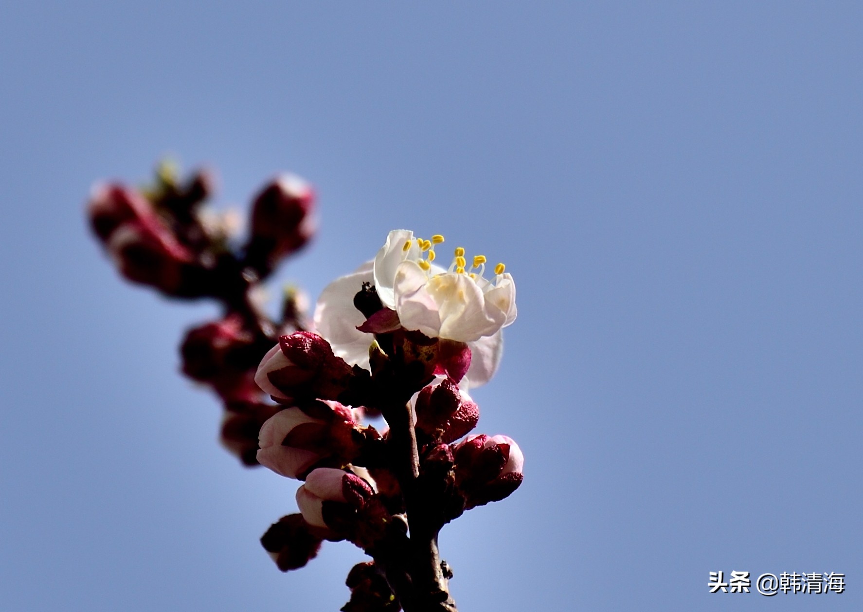 天津市南开区水畔花园新房,天津杏花什么时候开花