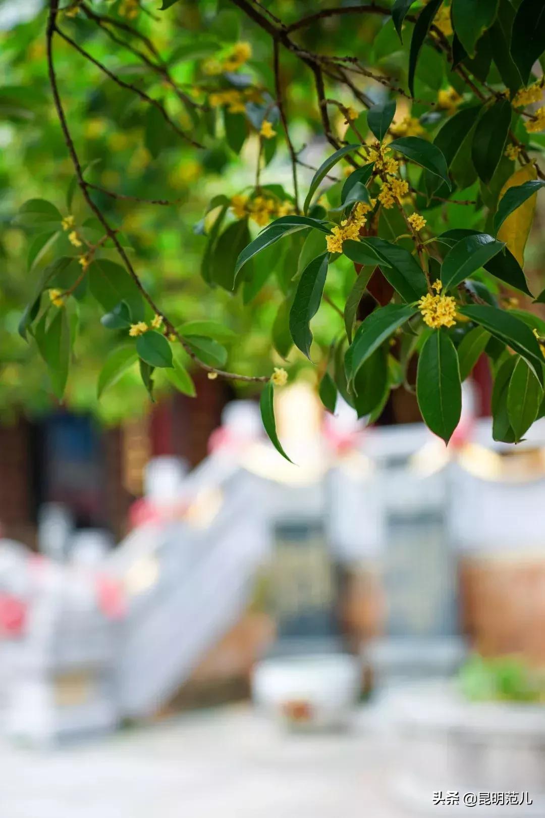 桂花落雨满园香|来黑龙潭公园感受初秋的气息