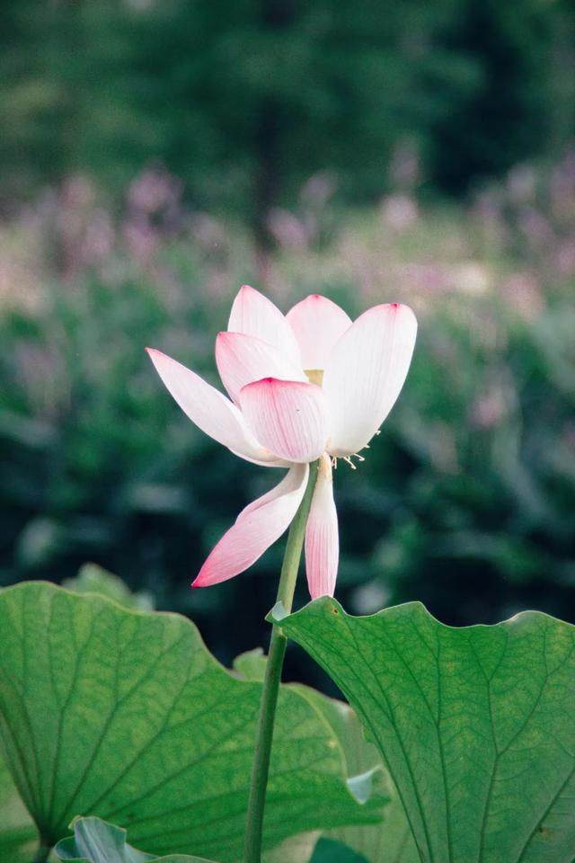 10首经典荷花诗词送你一夏清凉,最有韵味的荷花十首诗词