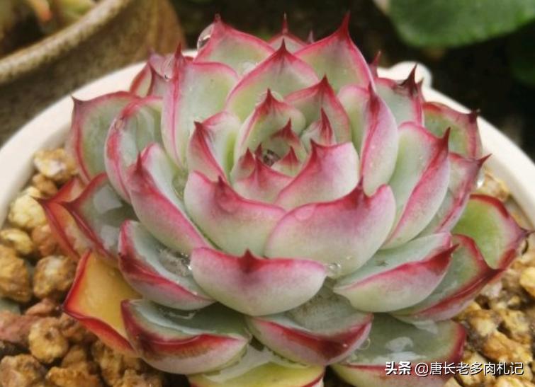 刚上盆的多肉还没服盆怎么浇水,多肉上盆后叶片不发芽