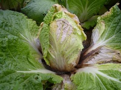 白菜怎么处理破洞,白菜腐烂了怎么补救