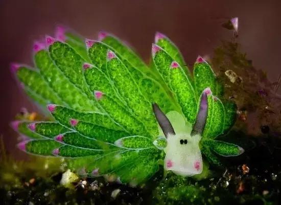 认识鲨鱼斑马恐龙等10种动物,六角恐龙海底生物