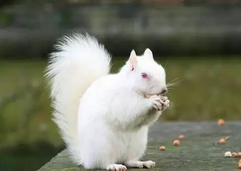 致命的60种动物,60种没见过的动物